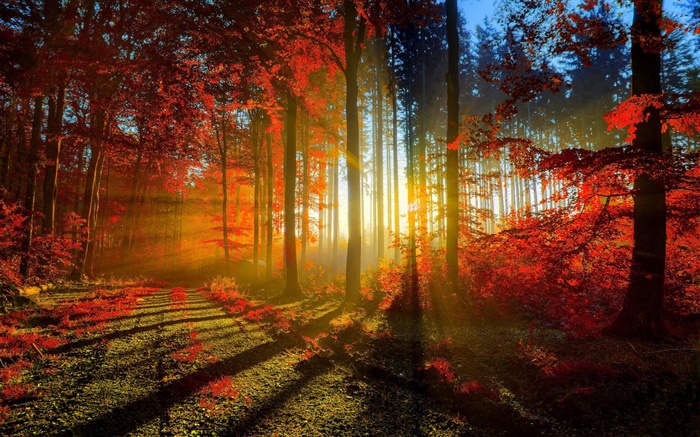 秋季，森林，树木，太阳光线 壁纸 图片