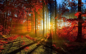 秋季，森林，树木，太阳光线