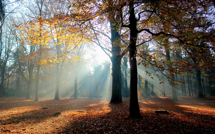 秋季，森林，树木，太阳 壁纸 图片