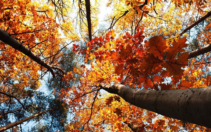 秋天，槭树，红叶 壁纸 图片