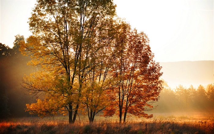 秋天，早晨，树木，雾 壁纸 图片