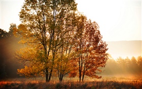 秋天，早晨，树木，雾