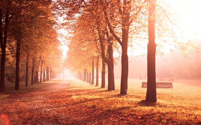 秋天的公园，树木，道路，黄色的叶子 壁纸 图片