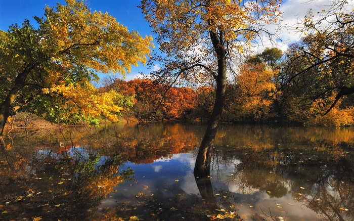 秋天，池塘，树木，水中的倒影 壁纸 图片