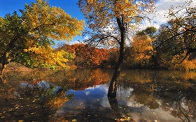秋天，池塘，树木，水中的倒影 高清壁纸