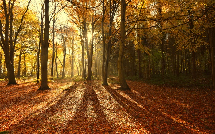 秋天，红叶，早上，树木，太阳光线 壁纸 图片