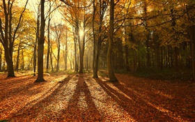 秋天，红叶，早上，树木，太阳光线 高清壁纸