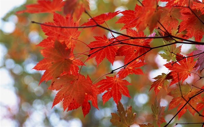 秋天，红叶，树枝 壁纸 图片