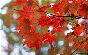 秋天，红叶，树枝 高清壁纸