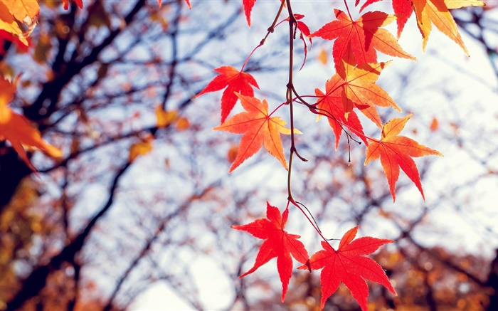 秋天，枫叶红，树枝 壁纸 图片