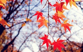 秋天，枫叶红，树枝