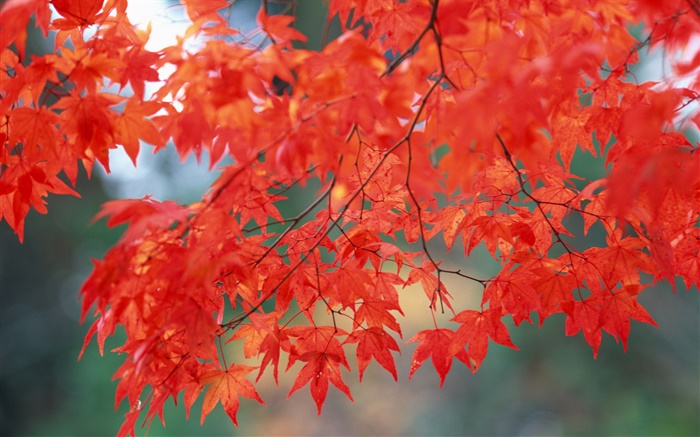 秋天的风景，枫叶，红色 壁纸 图片