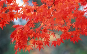 秋天的风景，枫叶，红色