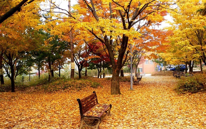 秋天，树木，树叶，公园，长凳 壁纸 图片