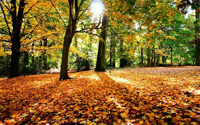 秋天，树，红叶，阳光 壁纸 图片