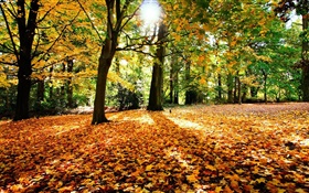 秋天，树，红叶，阳光 高清壁纸