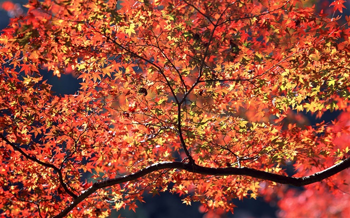 秋天的树木，红叶 壁纸 图片