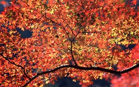 秋天的树木，红叶