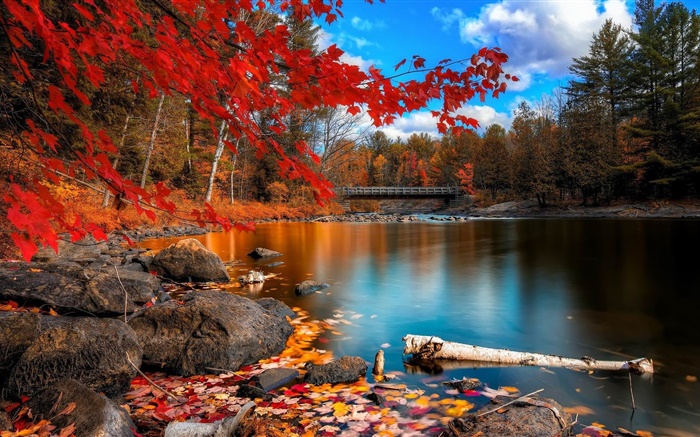 秋天，树木，河流，桥梁 壁纸 图片