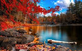 秋天，树木，河流，桥梁 高清壁纸