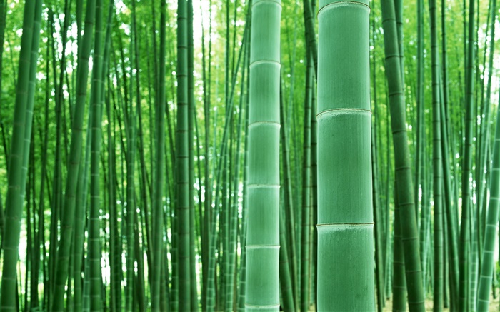 竹林，树枝，绿色 壁纸 图片