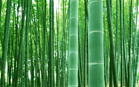 竹林，树枝，绿色