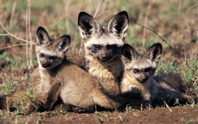 蝙蝠耳狐，非洲