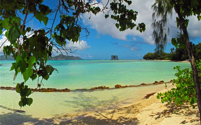 沙滩，树木，海，塞舌尔岛 壁纸 图片