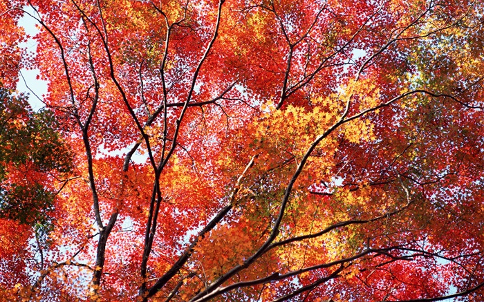 美丽的秋天，红叶，树木 壁纸 图片