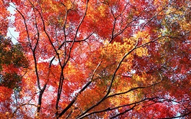 美丽的秋天，红叶，树木 高清壁纸