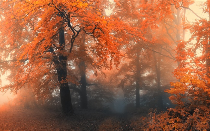 美丽的秋天，树木，红叶 壁纸 图片