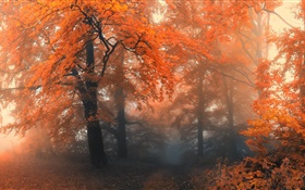美丽的秋天，树木，红叶 高清壁纸