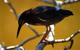 黑羽鸟，树枝