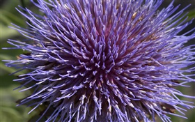 蓝紫色菊花，花瓣特写
