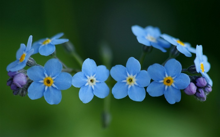 蓝色的花，勿忘我 壁纸 图片