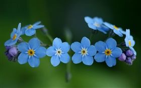 蓝色的花，勿忘我 高清壁纸
