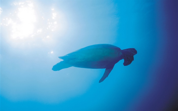蓝色的大海，海龟，水下，太阳光线 壁纸 图片