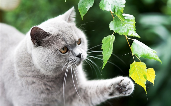 英国猫，爪子，树叶 壁纸 图片