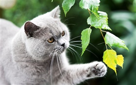 英国猫，爪子，树叶