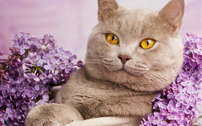 英国短毛猫，黄色的眼睛，猫与花 壁纸 图片
