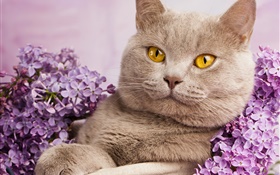 英国短毛猫，黄色的眼睛，猫与花 高清壁纸