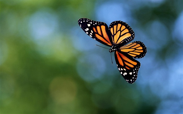 蝴蝶放飞，背景虚化 壁纸 图片