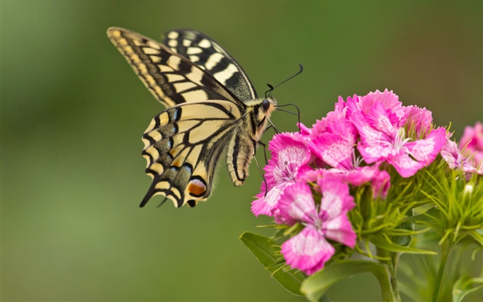 蝴蝶，粉红色的花朵 壁纸 图片