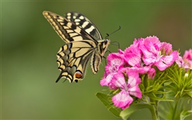 蝴蝶，粉红色的花朵 高清壁纸