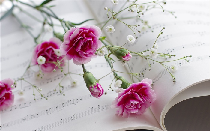 康乃馨，粉红色的花朵，书 壁纸 图片
