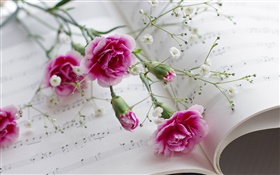康乃馨，粉红色的花朵，书 高清壁纸
