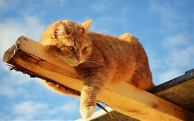 猫在木头上休息 高清壁纸