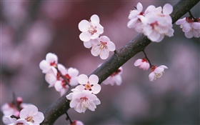 樱花盛开的鲜花，树枝 高清壁纸