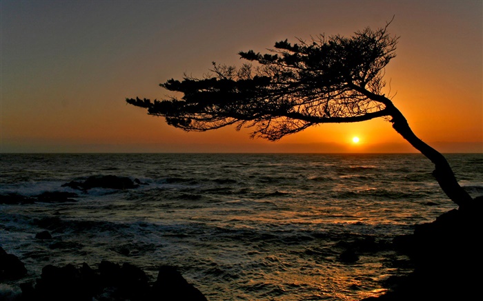 海岸，一棵树，剪影，日落 壁纸 图片