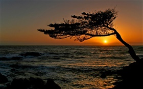 海岸，一棵树，剪影，日落